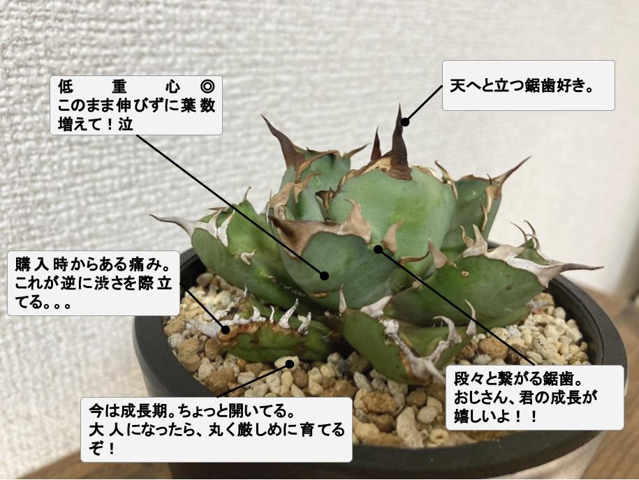 姫厳龍　多肉植物 アガベ